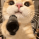 Potato Cats Discord Server Logo