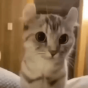 Potato Cats Discord Server Logo