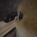 Potato Cats Discord Server Logo