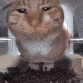 DeMiaowa (meow.camera) Discord Server Logo