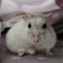 python rats Discord Server Logo