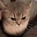 Cat Landers Discord Server Logo