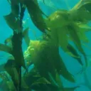 Kelp's Kingdom Discord Server Logo