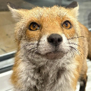 Harold The Fox Discord Server Logo