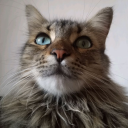 Irvingzitoo's 🙀 Discord Server Logo