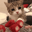 kit kat kitties 🍓 Discord Server Logo