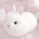 Shosho's Haven Discord Server Logo