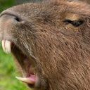 Capybara Company Discord Server Logo