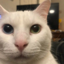 Kitten Company Discord Server Logo
