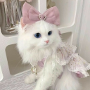 🎀 Ask To Dm  ^⩊^⟆ Cutecats﹒Social﹒Active﹒Guild tags﹒Vcs﹒Giveaways & Emotes﹒Ask2DM Discord Server Logo