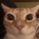 ORANGE CAT Discord Server Logo