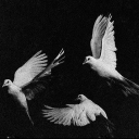 𝜗ৎ         ⸝⸝        dove’s nest 🕊 Discord Server Logo