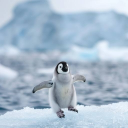 Penguin Server Discord Server Logo