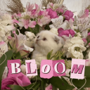 Bloom Discord Server Logo