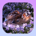 Deer Sanctuary 🌷 Discord Server Logo