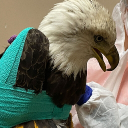 r/eagles Subreddit Discord Discord Server Logo