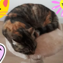 😸CuteCatsXXL😺 fan server Discord Server Logo