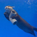 Otter Space Discord Server Logo