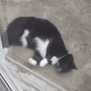 cats Discord Server Logo
