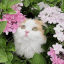 Cat Hut 🌷 Discord Server Logo