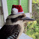 Kookaburra Club Discord Server Logo
