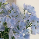 lilac blossxms Discord Server Logo