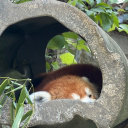 Red Panda Studios Discord Server Logo