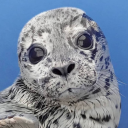 Marine Mammal Rescue Discord Server Logo