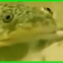 DAS REICH DER FROSCHE Discord Server Logo