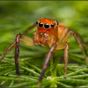 lil spider's cave Discord Server Logo