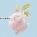 Under the Blossom Tree Discord Server Logo