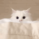 Cattoccino Discord Server Logo