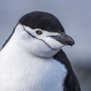 ❄ Penguins Discord Server Logo