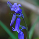 Bluebell™ Discord Server Logo