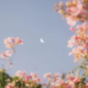 🌻vibes<3🌻 Discord Server Logo