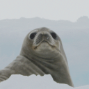 FlexingSeal Discord Server Logo