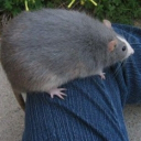 The Fat Rats Discord Server Logo