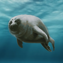 The Seal Gang Discord Server Logo