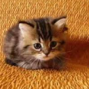 Tabbie Cat Mansion Discord Server Logo