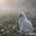 Cats Discord Server Logo