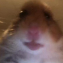I Like Hamster Discord Server Logo