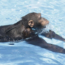 monkey aquarium Discord Server Logo
