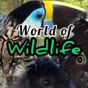 World of Wildlife 🌲 Discord Server Logo