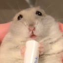 Biscuit My Hamster Discord Server Logo