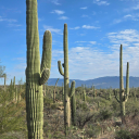 Cactus Gang Discord Server Logo