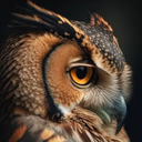 OwlSec Discord Server Logo