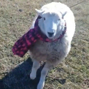 🐑 JUEGAN TODOS CON OVEJA 🐑 Discord Server Logo